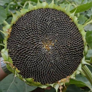Hạt hướng dương Martin 200g (Nhập khẩu Nga)