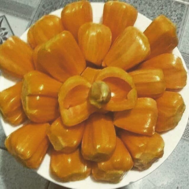 CÂY GIỐNG MÍT TỨ QUÝ