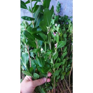 Cây hoa dừa cạn(cây lớn)