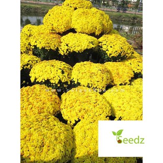 200 hạt giống cúc mâm xôi VINMARK HẠT GIỐNG