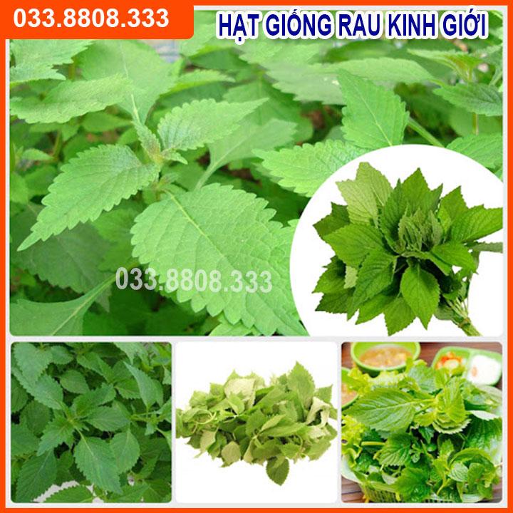 HẠT GIỐNG RAU KINH GIỚI CAO SẢN - CHẤT LƯỢNG GIỐNG CHUẨN