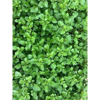 hạt giống rau cải xoong ( xà lách xoong ) .