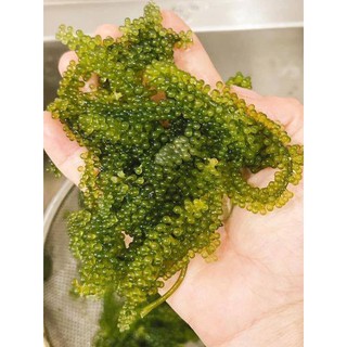 Rong nho muối 500gr
