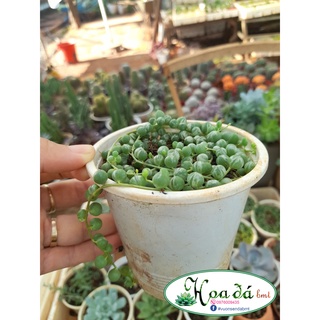 Sen đá chuỗi ngọc tròn var/ mắt nai chậu 10cm