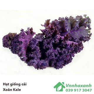 Hạt Giống Cải Xoăn Kale - Đỏ Xoăn Scarlet (Brassica oleracea, Acephala)