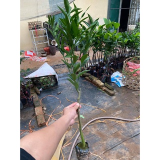 Cây giống quýt đường