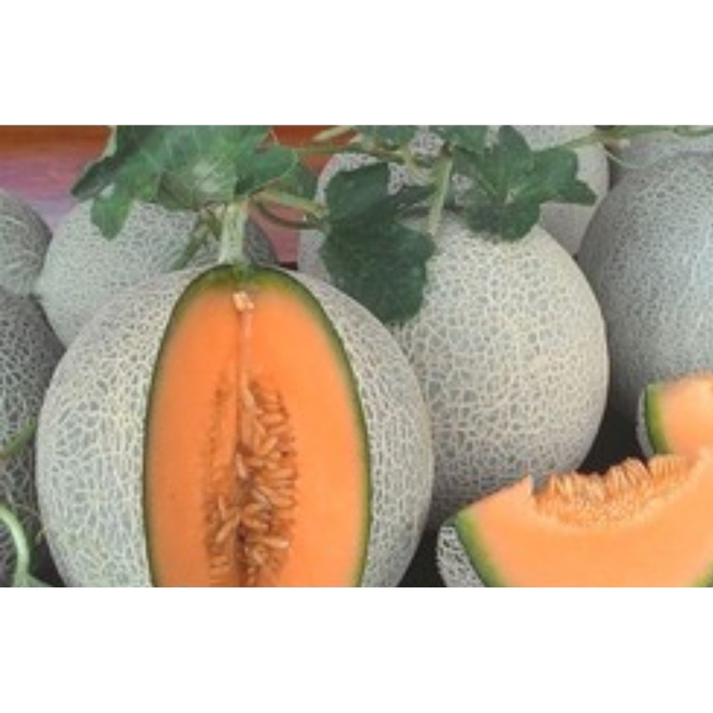 20h Hạt Giống Dưa Lưới Ruột Vàng Chịu Nhiệt Hales - TaNe Garden