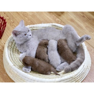 8kg - đệm cói cho chó mèo- đệm rơm