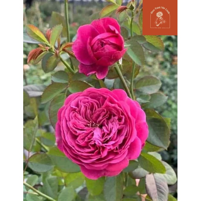Hoa hồng màu tím Hector rose - Hoa hồng nhật bản chính hiệu -HoaTuoiMeLinh