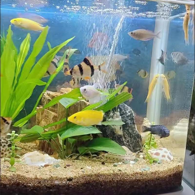 AQUARZOO USB Portable Mini Aquarium Air Pump,Fish Tank Portable Oxygen Pump for Aquarium, Air Aerator Pumps, Portable Small Aquarium Air Pump Silent with Energy Saving