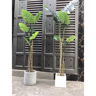 Cây trầu bà thân leo 1,5m