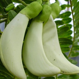 2Gr Hạt Giống Cây Bông So Đũa luckyseed hạt siêu rẻ