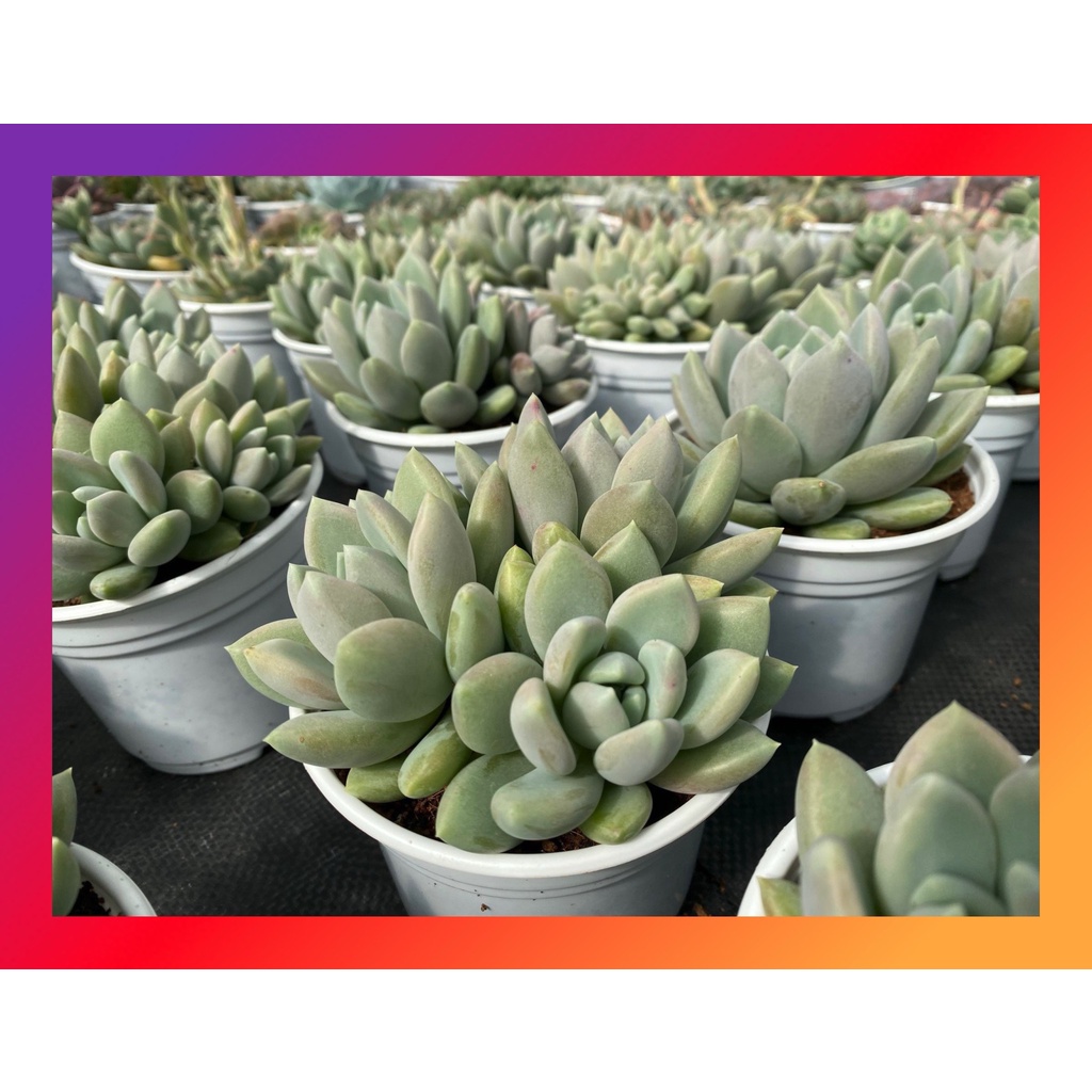 Sen đá sỏi xám bụi nhiều đầu SONDA Garden size trung bình 10-12cm lỗi 1 đổi 1