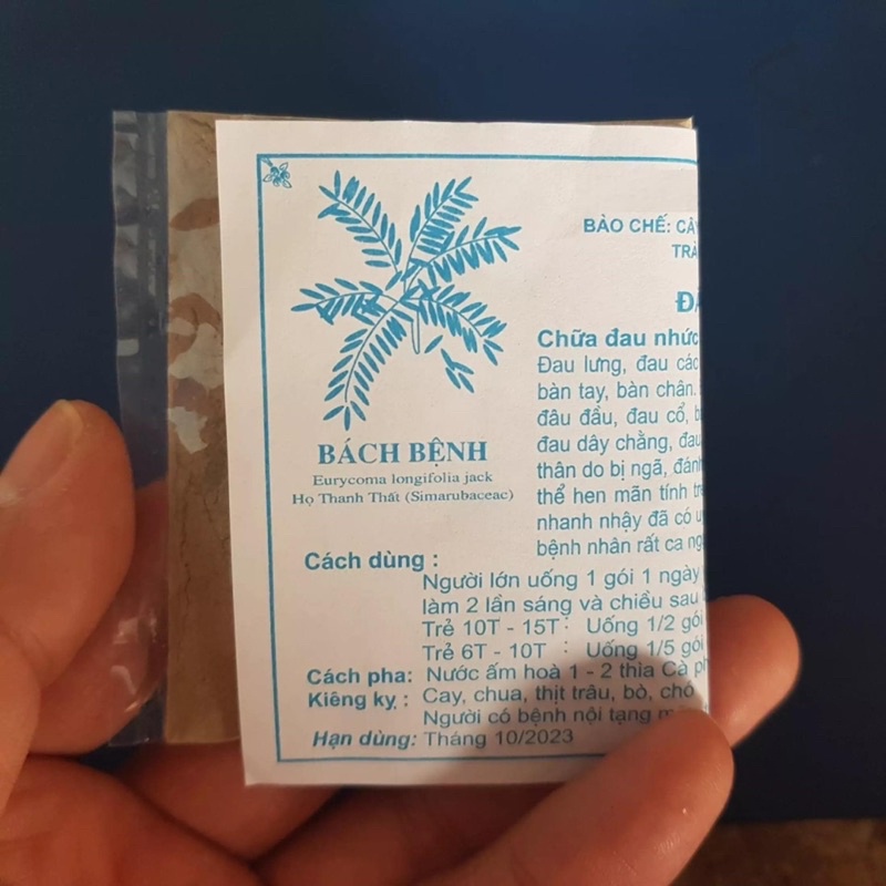 Xương khớp Hòa Bình cây bách bệnh đau xương khớp thoái hóa gút