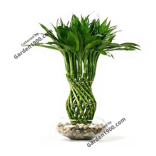 Cây phất dụ tháp thủy sinh (Cây trúc phú quý tháp thủy sinh để bàn)