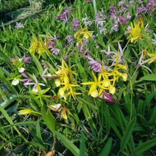 Nữ hoàng bóng đêm cây giống