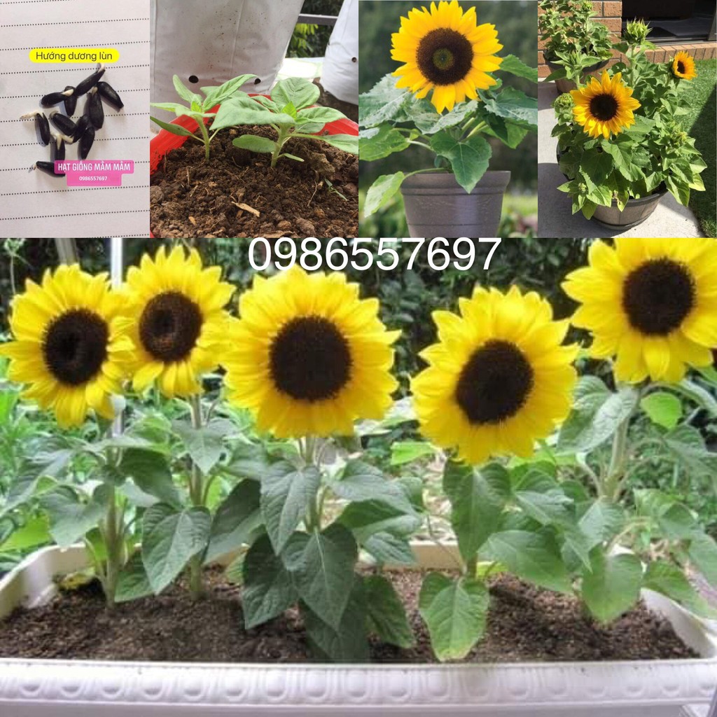 50H Giống Hoa Hướng Dương Lùn