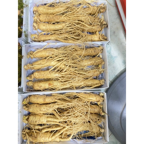 Nhân sâm tươi Hàn Quốc loại 9 củ 1 kg hàng chuẩn Korean