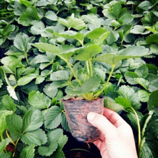 Cây dâu tây nhật lùn siêu ngọt