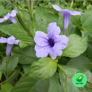 Cây nổ (sâm tanh tách) (1KG)