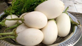 Hạt giống cà trứng ngỗng