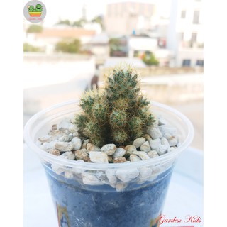 Xương rồng nhện vàng (Mammillaria Prolifera)