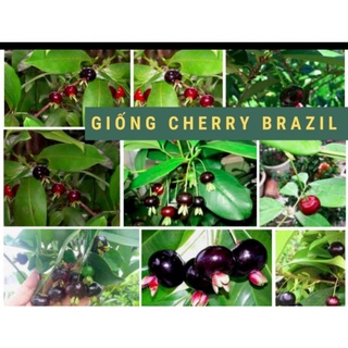 Chậu cây cherry brazin cao trên 1m