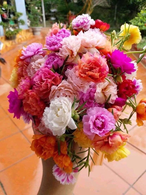 HẠT GIỐNG HOA 10 GIỜ MỸ KÉP MIX MÀU 1000 hạt