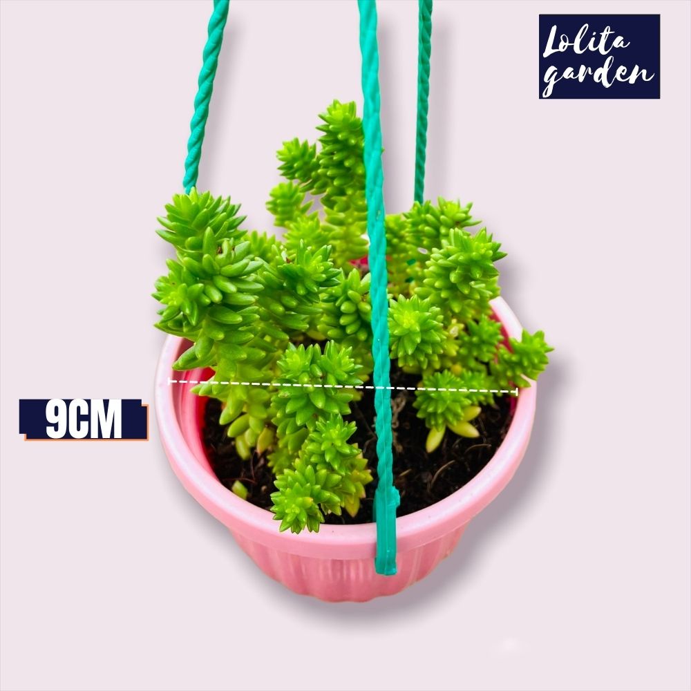 Sen đá sedum rong biển trồng chậu treo Đà Lạt size trung bình cây cảnh trang trí nhà cửa Lolita garden