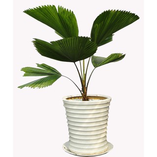 Hạt giống cọ cảnh để bàn - 3 hạt