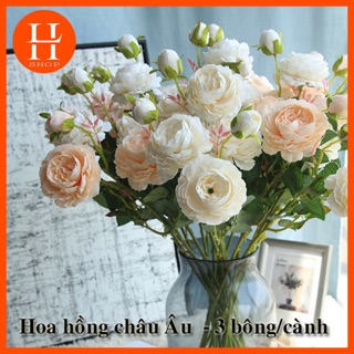 Hoa Hồng Châu Âu Hoa Hồng Hoa Mẫu Đơn Trang Trí