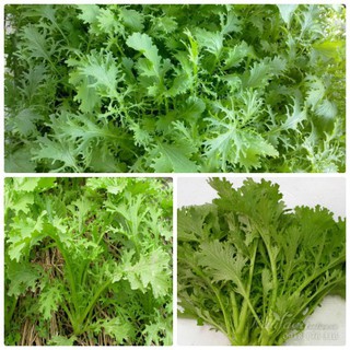 Đặc biệt Hạt giống Cải đuôi phụng chất lượng