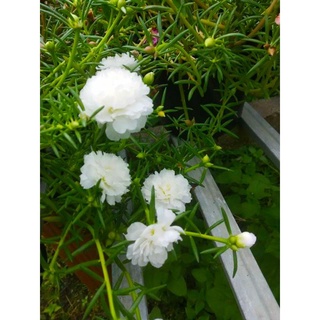 Cây Hoa Mười Giờ- tặng kèm phân bón
