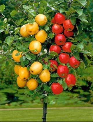 Giống cây táo mỹ
