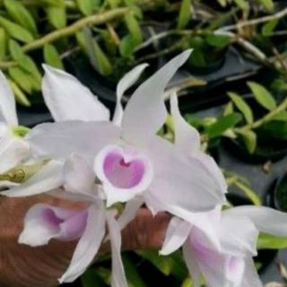 Phi điệp cây giống