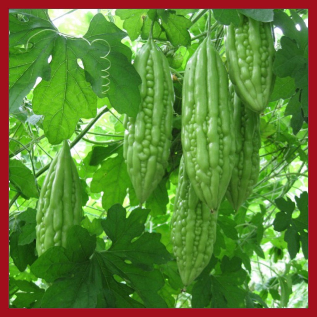  Hạt giống khổ qua