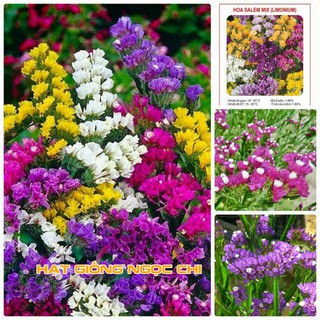 Hạt Giống Hoa Salem Mix - 100 Hạt