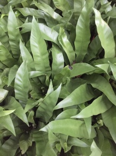 Tổ quạ bụi to khỏe đẹp