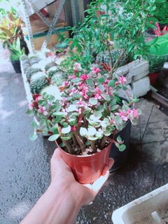 Đô La Hồng