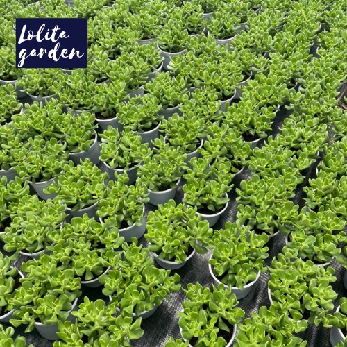 Sen đá thạch bích lá xoăn Đà Lạt size trung bình cây cảnh trang trí nhà cửa Lolita garden