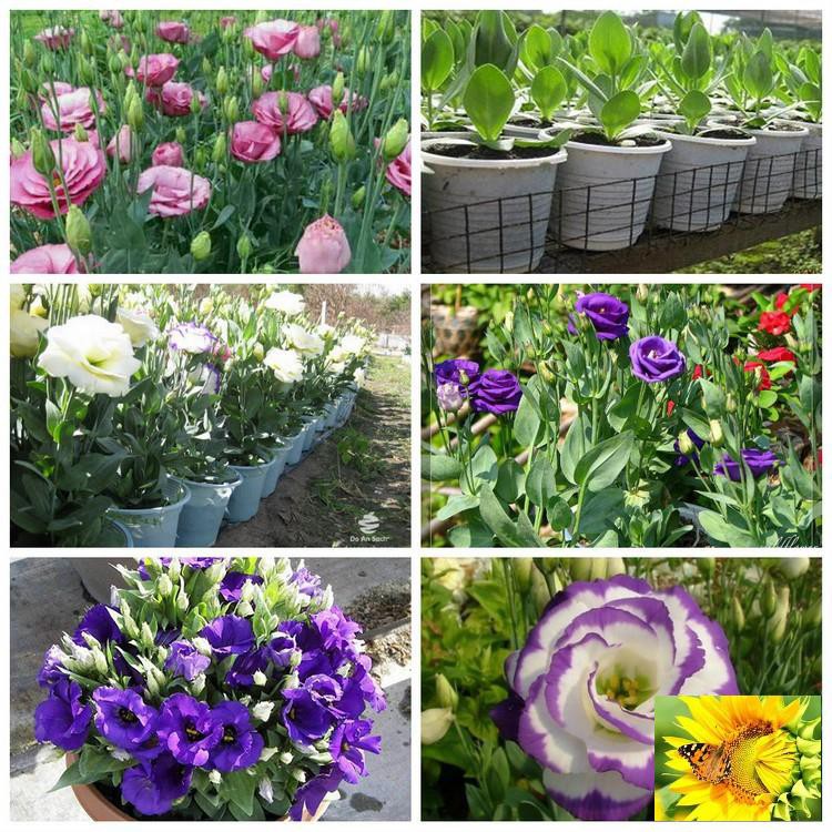 Hạt giống hoa Cát tường