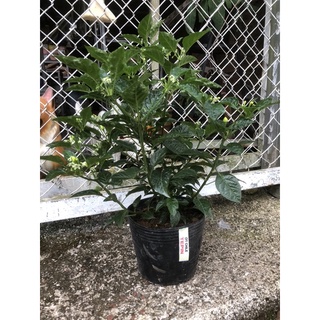 Cây ớt Chiltepin