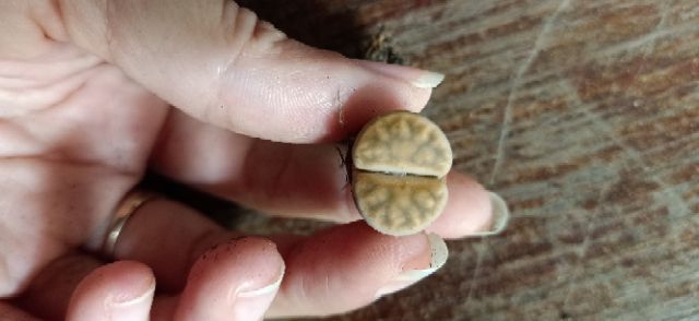 Thạch Lan 1.5cm- 1.8cm