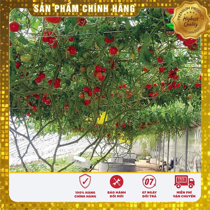 Hạt Giống Cà Chua Leo Giàn (4 hạt)