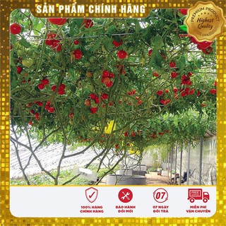 Hạt Giống Cà Chua Leo Giàn (4 hạt)