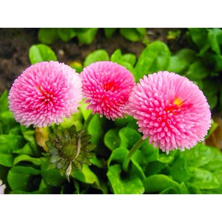 hạt giống hoa Cúc Daisy ( Anh bellis) f1