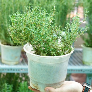 Cây xạ hương thyme, gia vị âu, cây thơm 4.9