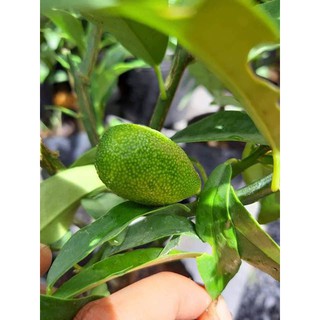 Cây Tắt Ngọt (Tắt Thái)