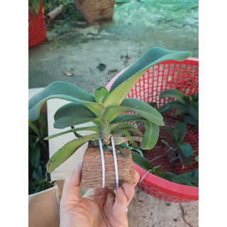 Nghinh xuân rừng lá mít  thuần gỗ