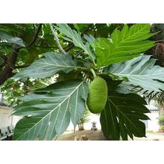 Cây Sake giống F1 - Giống Học Viện Nông Nghiệp